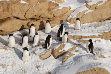 colony of penguins
