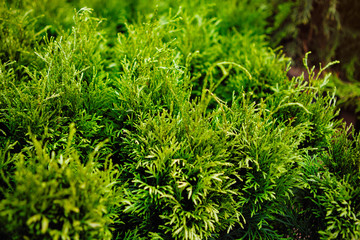 Background for web design green needles.