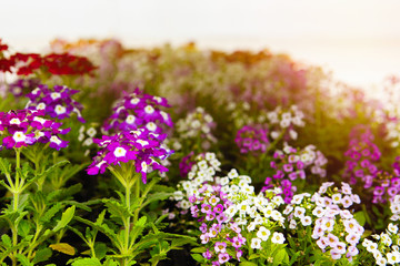 Seedling in pots on a flower trolley