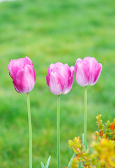 Obraz na płótnie Canvas Tulips