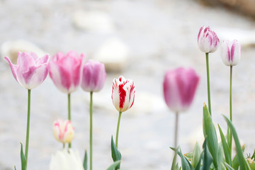 Tulips in Spring