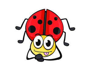 ladybug on white background