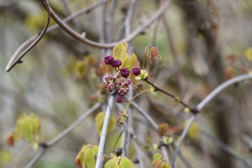 Akebia quinata (Chocolate vine) flowers / Akebia quinata (Chocolate vine) is a climbing deciduous tree whose fruits are edible and medicinal.