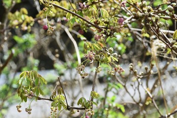 Akebia quinata (Chocolate vine) flowers / Akebia quinata (Chocolate vine) is a climbing deciduous tree whose fruits are edible and medicinal.