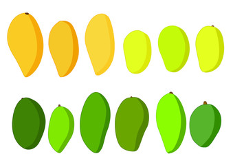 mango fresh and mango ripe isolated on white background illustration  vector