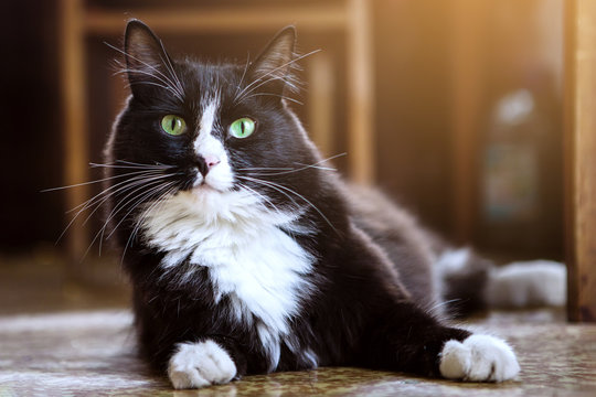 Black And White Cat Lies