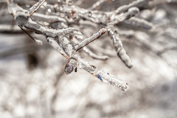branchage pluie verglaçante 
