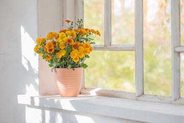 chrysanthemums  in pots on old white  windowsill