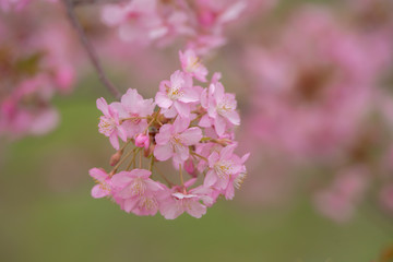 ピンクの桜
