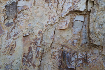 Tree bark. Wood moss. Abstract background. Macro.