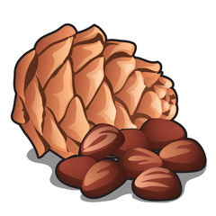 Cedar pine cone with nuts isolated on white background. Vector cartoon close-up illustration.