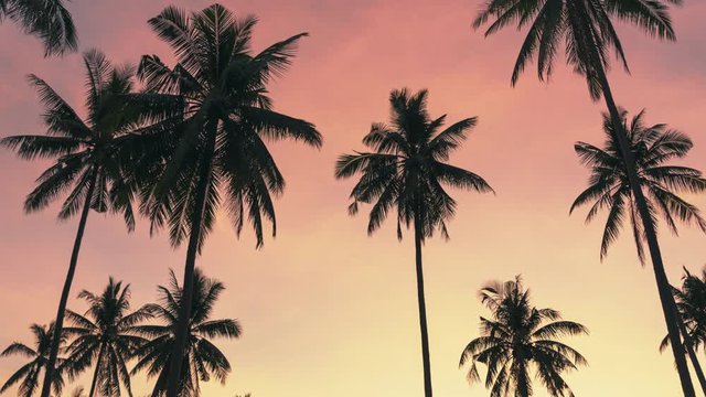 Palm trees on sunset background. 4k time lapse