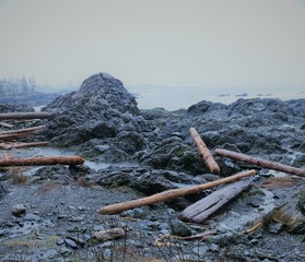 Logs Strewn on a Beach