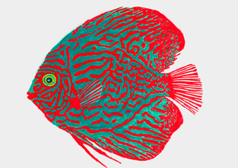 Digital painting of  Symphysodon Discus colorful sea fish