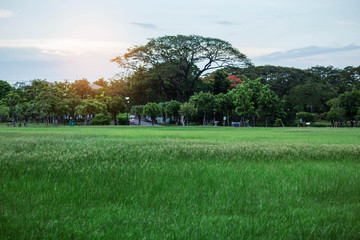 Lawn and refreshing in park.