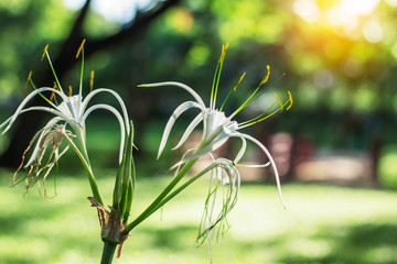 White flowers with sunlight.