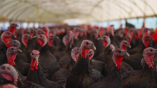 Rack focus onto turkeys at free range poultry farm. Packed into poly tunnel.