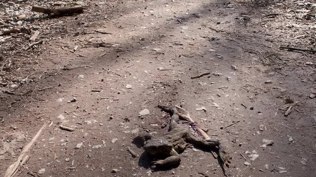 Dead frog on the macadam forest road. Hit by a car.