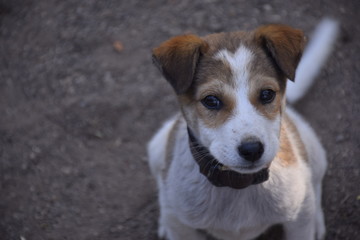A cute puppy looking at the camera, white Jack Russell Terrier puppy Having fun in summer