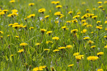 dandelion flowers bloom on the green lawn