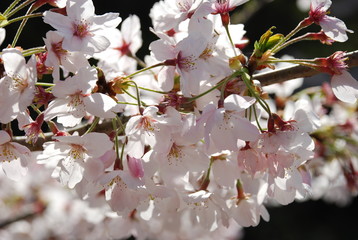桜　満開　逆光　アップ　マクロ