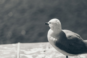 Common Sea Gull - Larus Canus; Nature Background; Black and white style