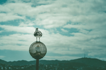 Common Sea Gull - Larus Canus; Nature Background