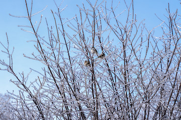 arbre pluie vergla&ccedil;ante 