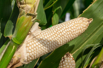 Dry white corn ready to harvest