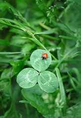 red ladybug and clover leaves on meadow. Beautiful nature summer season background. copy space. 