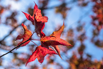 Maple leaves on the blue background