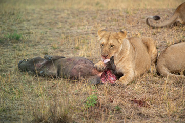 Lioness feeding on a fresh Warthog kill at Masai Mara, Kenya, Africa