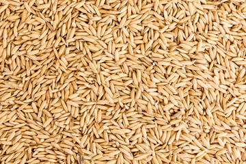 paddy rice grains