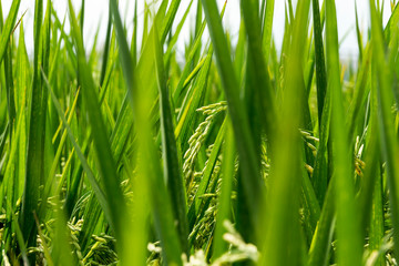 Green ears of rice growing in the crop