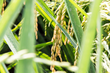 heavy rope ears of rice