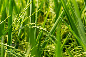Fototapeta na wymiar Green ears of rice growing in the crop