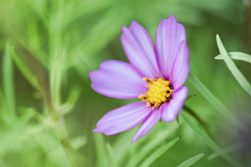 The purple coreopsis in the park is blooming