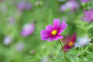 The purple coreopsis in the park is blooming