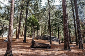 Inside Mountain Woods