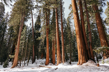 Sequoias in Winter