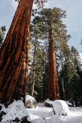 Looking up at Sequoias