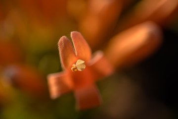 Close up of Pyrostegia venusta