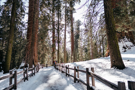 Walking Through Sequoias Winter
