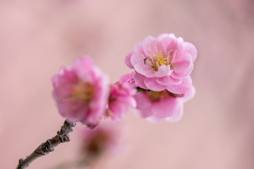Close up of plum blossom flowers
