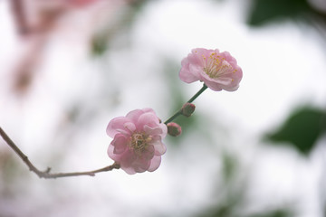 Close up of plum blossom flowers