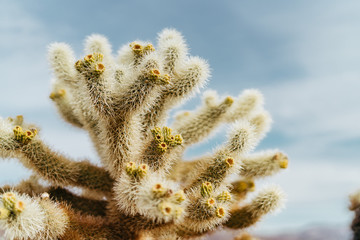 Cholla Cactus