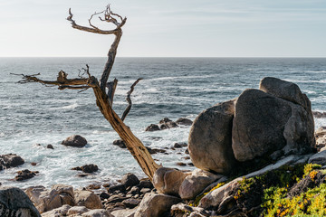 Tree and Boulders by the Pacific Ocean