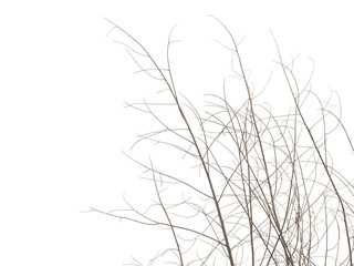 Dry twig isolated on white background, Clipping path.