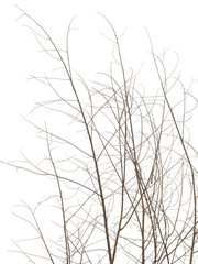 Dry twig isolated on white background, Clipping path.