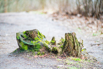 Old stub with green moss in autumn